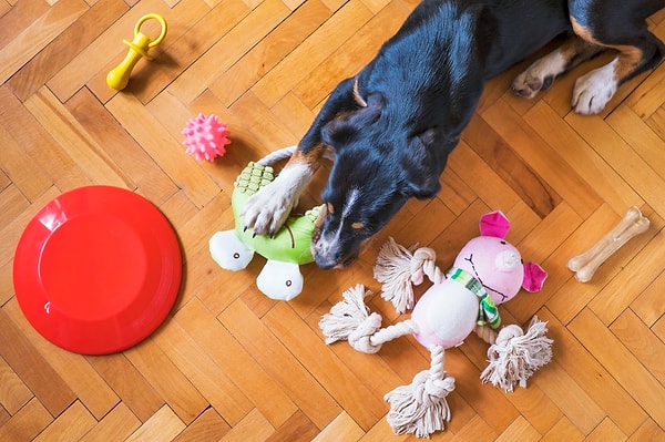 12. Köpeğinizin sevdiği bir oyuncak seçin.