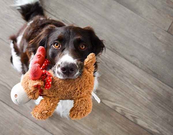 13. Gözlerinizi köpeğinizden ayırmayın.