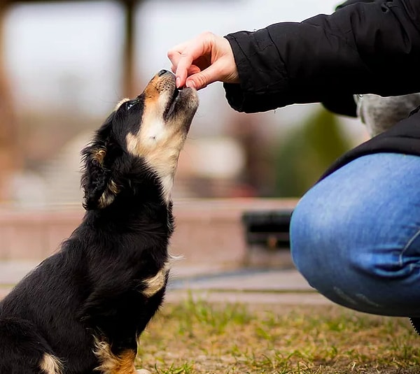 11. Gerekirse ödül mamasını köpeğinizin yüzüne yakın tutun.