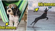 Köpeğinize Odaklanmayı Nasıl Öğretebilirsiniz?