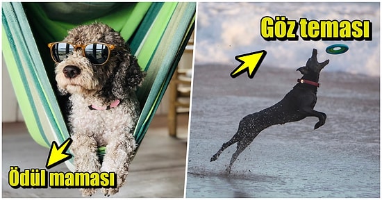 Köpeğinize Odaklanmayı Nasıl Öğretebilirsiniz?