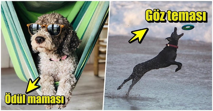 Köpeğinize Odaklanmayı Nasıl Öğretebilirsiniz?