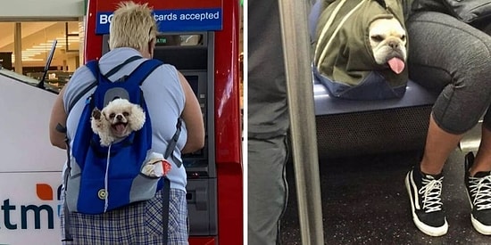 Какие же дурашки: 15 забавных фото собачек в сумках