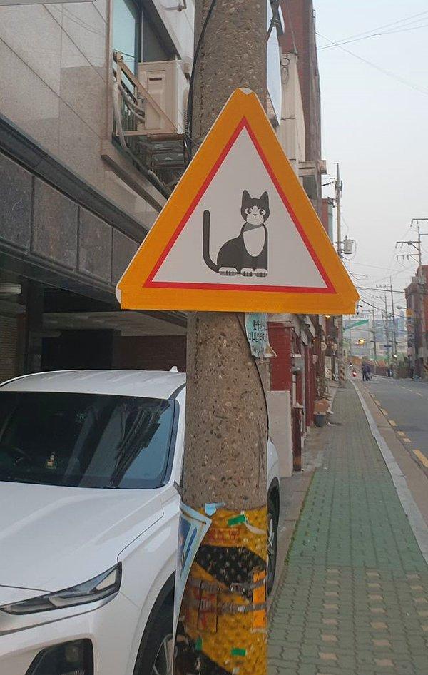 16. Dikkat kedi çıkabilir tabelasını dikkate almalısınız.