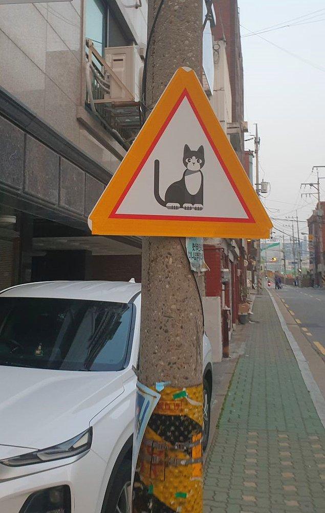 16. Dikkat kedi çıkabilir tabelasını dikkate almalısınız.