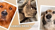 Hangisinin Daha Tatlı Olduğuna Karar Veremeyeceğiniz Yüzük ve Evcil Hayvan Fotoğrafları