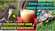 Kondomun İcadından Önce Doğum Kontrol Amacıyla Kullanıldığına İnanmakta Zorlanacağınız 11 Yöntem