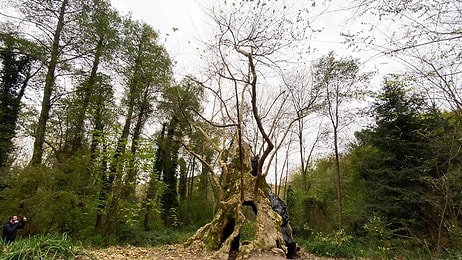 🌳 Bizans'tan Osmanlı'ya... İstanbul'un Tarihe Tanıklık Eden En Yaşlı Ağacı