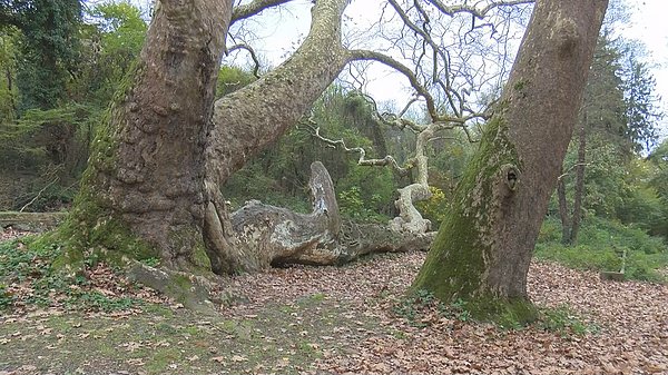 En yaşlı ağaçlardan bir diğeri: Ahtapot çınarı