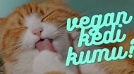 Sevimli Can Dostunuz İçin En İyi Kedi Kumu Markaları