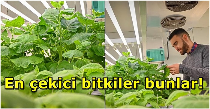 Bilim İnsanları, Çiftleşme Dönemindeki Zararlı Böcekleri Baştan Çıkaran 'Seksi Bitkiler' Üretti