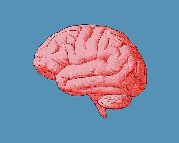 Bulgular, beynin mutlak boyutunun yüzde 5,415 oranında küçüldüğünü gösterdi.