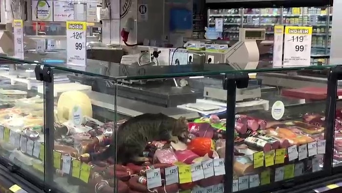 Zincir Markette Şarküteri Ürünleri Reyonuna Giren Kedi Kavurma Yedi