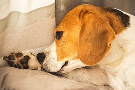 Köpeklerde Uyuz Nasıl Anlaşılır? Köpeklerde Uyuz Belirtileri Nelerdir?