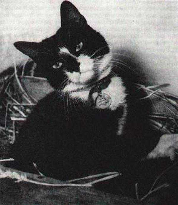 2. 1949 yılında Simon isimli kedi, Yangtze Olayı sırasında top mermisinden yara alıp hayatta kaldığı, askerlere moral verdiği ve fare istilası sırasında kazandığı başarılardan dolayı askeri madalya ile ödüllendirildi.