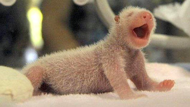 15. Ve son olarak; daha önce hiç yeni doğmuş bir panda yavrusu görmüş müydünüz?