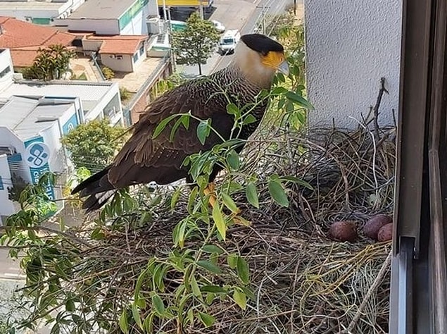 12. "Büyükannemin penceresine yuva yapan leş yiyen şahin, üç yumurta yumurtladı."