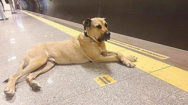 Kısa sürede sosyal medyada ünlenen Boji'nin adına hesap bile açılmıştı. Fakat bir süre sonra bir yolcunun elini ısırmaya çalışması nedeniyle insanlar köpeğin toplu taşımalarda yolculuk yapmasına karşı çıktı.