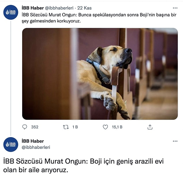 Bu yaşananların ardından da Boji'nin hayatından endişelenen İBB, Boji'ye daha güvenli bir hayat sunabilmek için kalıcı yuva arayışına girdi.