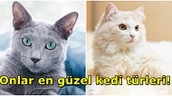 Türkiye de Listede! Bilim İnsanları Altın Oran Kullanarak En Güzel 10 Kedi Türünü Belirledi