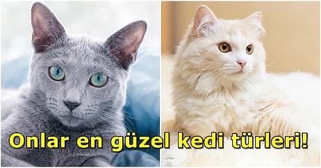 Türkiye de Listede! Bilim İnsanları Altın Oran Kullanarak En Güzel 10 Kedi Türünü Belirledi