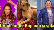 İBB Duyurdu: İstanbul'u Turlayan Köpek Boji'yi Sahiplenmek İçin Ünlü İsimler ve Kurumlar Sıraya Girdi