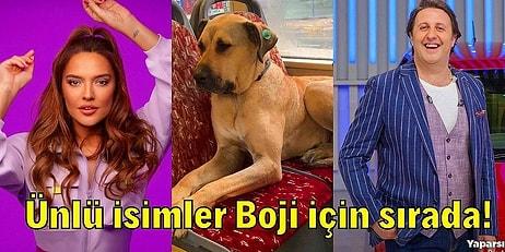 İBB Duyurdu: İstanbul'u Turlayan Köpek Boji'yi Sahiplenmek İçin Ünlü İsimler ve Kurumlar Sıraya Girdi