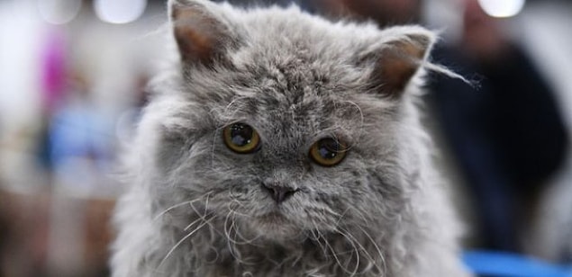 7. Selkirk Rex Kedisi
