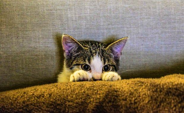 Kedi Sahipleri Buraya Biricik Can Dostlarinizin Evdeyken Sizi Gormese Bile Izledigini Biliyor Muydunuz