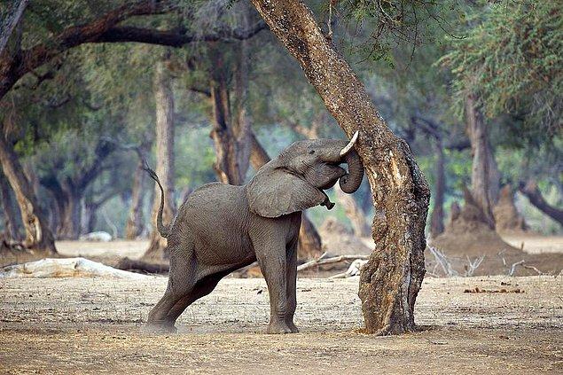 Filler ve diğer büyük hayvanlar, konu yiyecek bulmak olduğunda engel tanımaz.