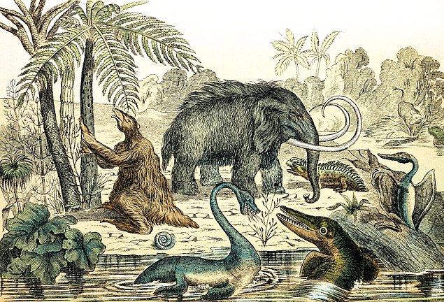 Fil gibi hayvanlar zoolojide megafauna (dev hayvanlar) olarak sınıflandırılır.