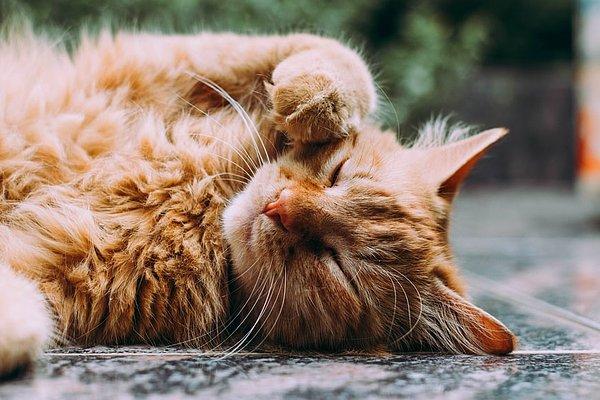 4. Kedilerin dostça yüzünüze oturması, size kokularını bırakarak arkadaş olmak istedikleri anlamına gelir.