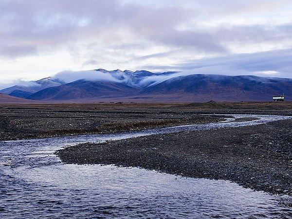 7. Son yünlü mamutlar 4 bin yıl önce Kuzey Kutbu'nda Wrangel Adası adı verilen küçük bir adada yaşamaktaydı.