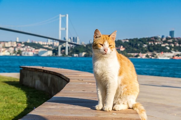 19. "Türkiye'ye gidene kadar hayatımda hiç bu kadar sokak kedisi ve köpeğiyle karşılaşmamıştım. Türkler hayvanlara çok alışkınlar, hep bakıp besliyorlar." 😍