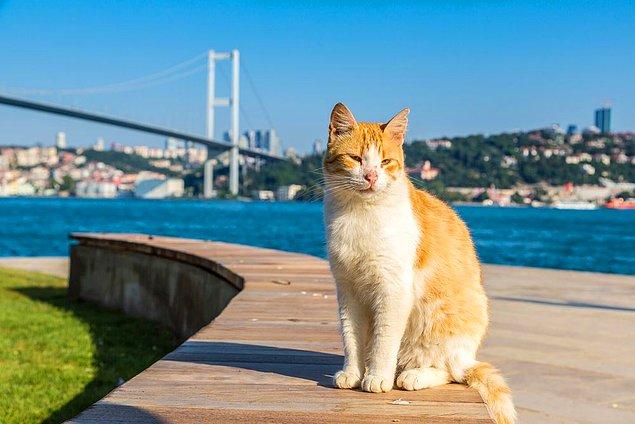 19. "Türkiye'ye gidene kadar hayatımda hiç bu kadar sokak kedisi ve köpeğiyle karşılaşmamıştım. Türkler hayvanlara çok alışkınlar, hep bakıp besliyorlar." 😍