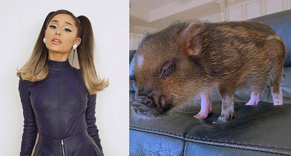 12. Pop müziğin en ünlü isimlerinden Ariana Grande 'Piggie Smalls' isimli domuzu için ayrı bir hesap açmıştı.