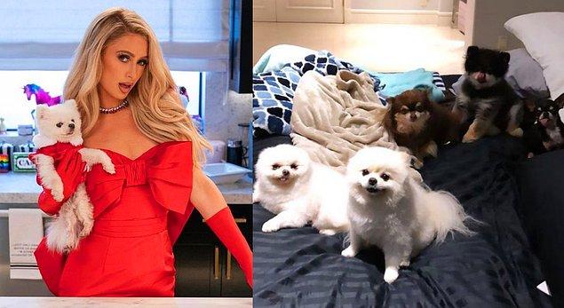 16. Paris Hilton'ın yıllardır kendisiyle beraber ünlenmiş köpekleri için 'Hilton evcil hayvanları' adını verdiği bir hesabı var.