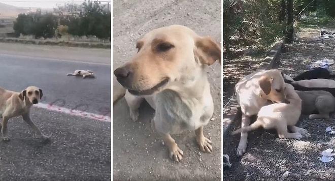 Ağlayarak İzleyeceksiniz! Yardıma Muhtaç Köpeği Kurtaran Güzel İnsanın İzleyene İlaç Gibi Gelecek Videosu