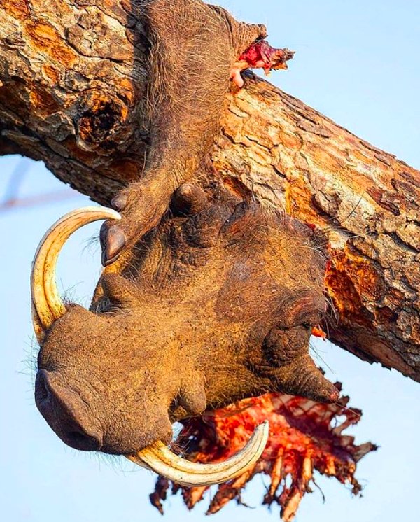 3. Bir ağaç dalının üstünde leopar saldırısına uğrayan yaban domuzu: