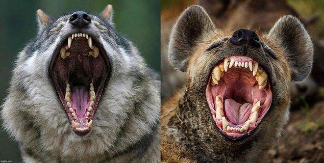 12. Kurt dişleri vs. sırtlan dişleri: