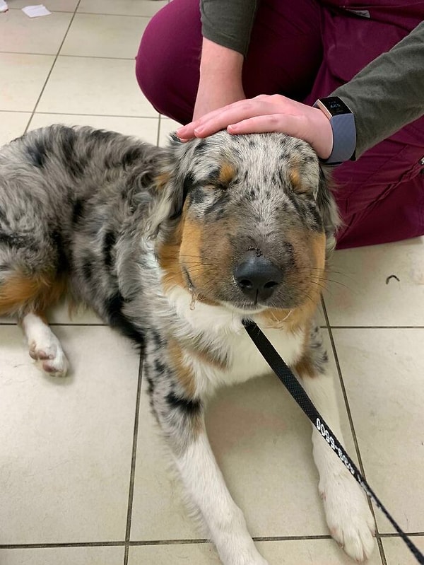 8. Щенок случайно съел пчелу