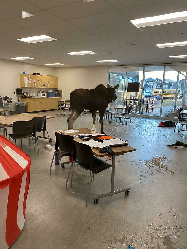 13. Сегодня лось выбил окно и вошел в школу в Саскатуне