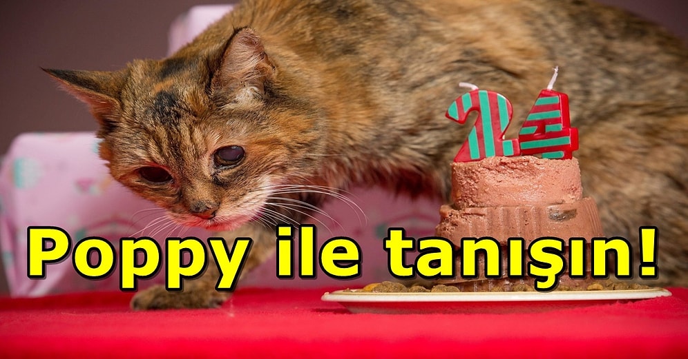 4 Amerikan Başkanı Gördü! 24 Yaşındaki Poppy, Yaşayan En Yaşlı Kedi Oldu