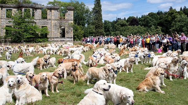 15. Golden Retriever Festivali