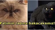 Garip Hareketlerinin Sebebi Ortaya Çıktı! Bilime Göre Tüm Kedilerde Psikopatlık Var