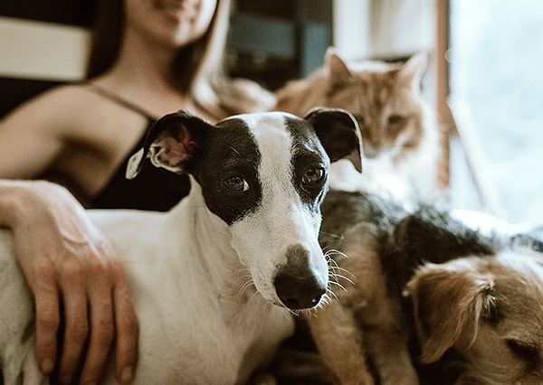 1. Он хотел чтобы я избавилась от своих домашних животных. Угадайте что? Я избавилась от него)