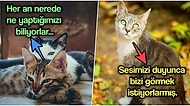 Kedi Sahipleri Buraya! Biricik Can Dostlarınızın Evdeyken Sizi Görmese Bile İzlediğini Biliyor muydunuz?