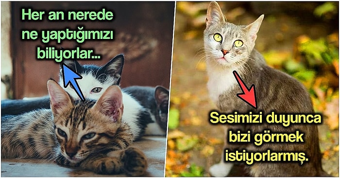 Kedi Sahipleri Buraya! Biricik Can Dostlarınızın Evdeyken Sizi Görmese Bile İzlediğini Biliyor muydunuz?