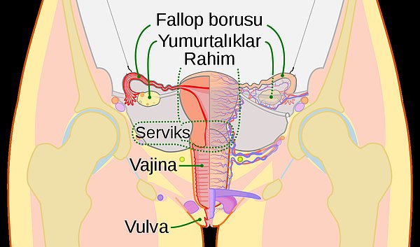 Rahim Ağzı Enfeksiyonu Belirtileri Nelerdir?