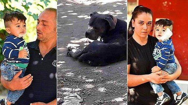 11. Antalya'da pitbull cinsi bir köpek, market içinde saldırdığı 11 aylık Sadrettin bebeğin yanağını ve kulağını kopardı, oğlunu kurtarmak isteyen Hasan Kaçar'ı ise kolu ve bacağından ısırdı.